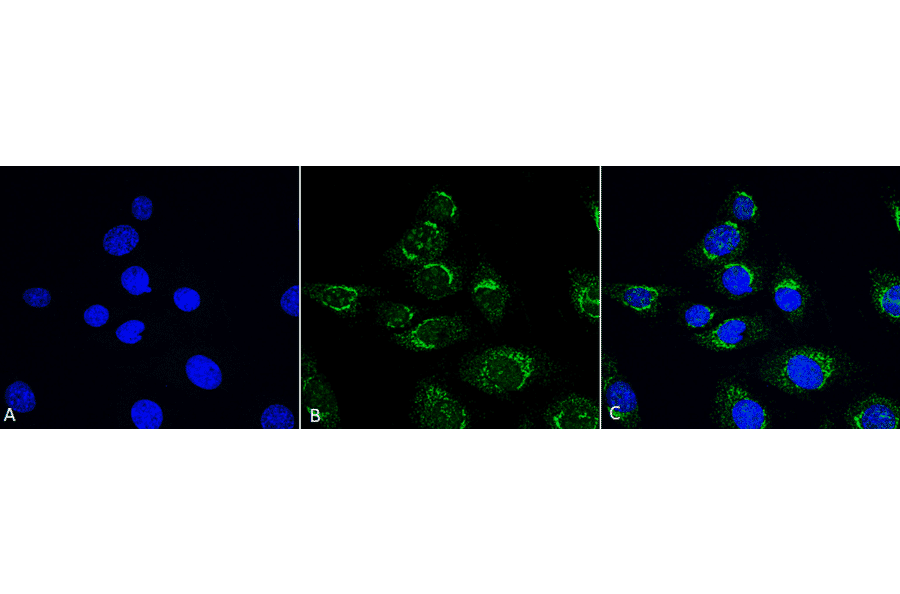 Immunocytochemistry/Immunofluorescence - Anti-ATG4D Antibody (A304936) - Antibodies.com
