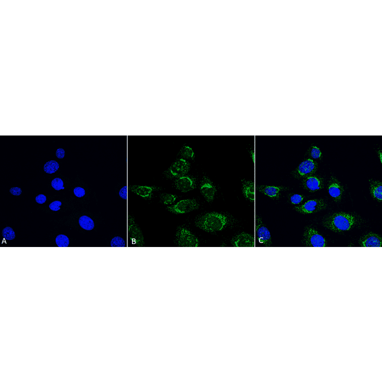 Immunocytochemistry/Immunofluorescence - Anti-ATG4D Antibody (A304936) - Antibodies.com