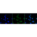 Immunocytochemistry/Immunofluorescence - Anti-ATG4D Antibody (A304936) - Antibodies.com