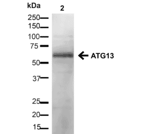 Western Blot - Anti-ATG13 Antibody (A304937) - Antibodies.com