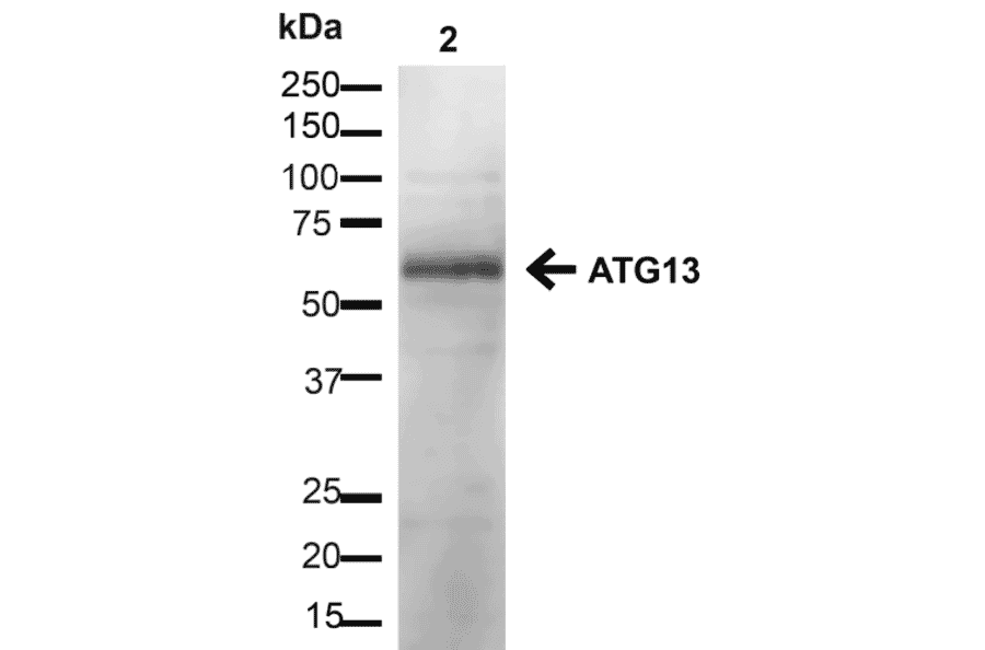 Western Blot - Anti-ATG13 Antibody (A304937) - Antibodies.com