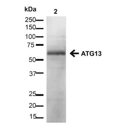 Western Blot - Anti-ATG13 Antibody (A304937) - Antibodies.com