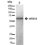 Western Blot - Anti-ATG13 Antibody (A304937) - Antibodies.com