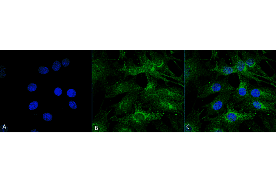 Immunocytochemistry/Immunofluorescence - Anti-ATG13 Antibody (A304937) - Antibodies.com