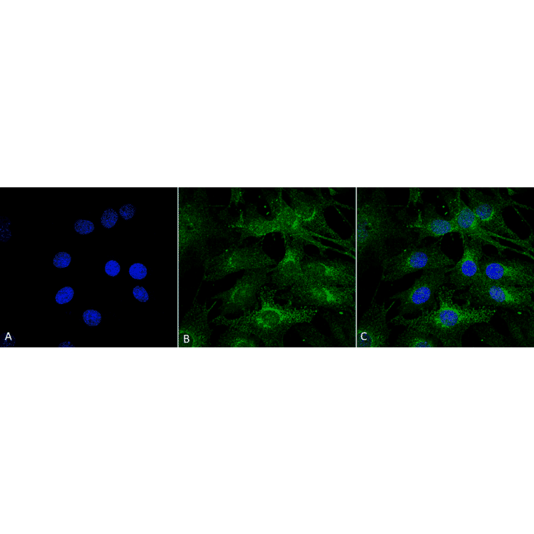 Immunocytochemistry/Immunofluorescence - Anti-ATG13 Antibody (A304937) - Antibodies.com