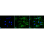 Immunocytochemistry/Immunofluorescence - Anti-ATG13 Antibody (A304937) - Antibodies.com