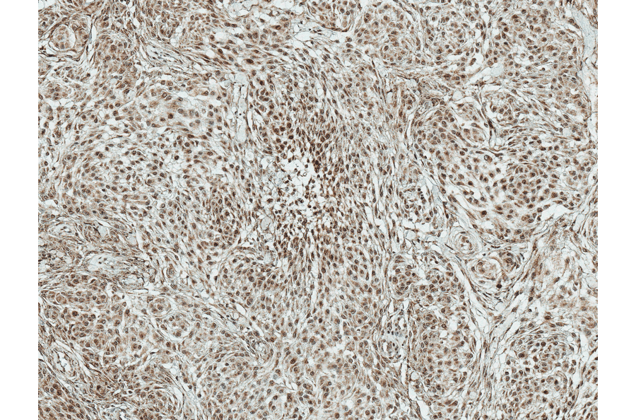Immunohistochemistry - Anti-BRSK1 Antibody (A304939) - Antibodies.com