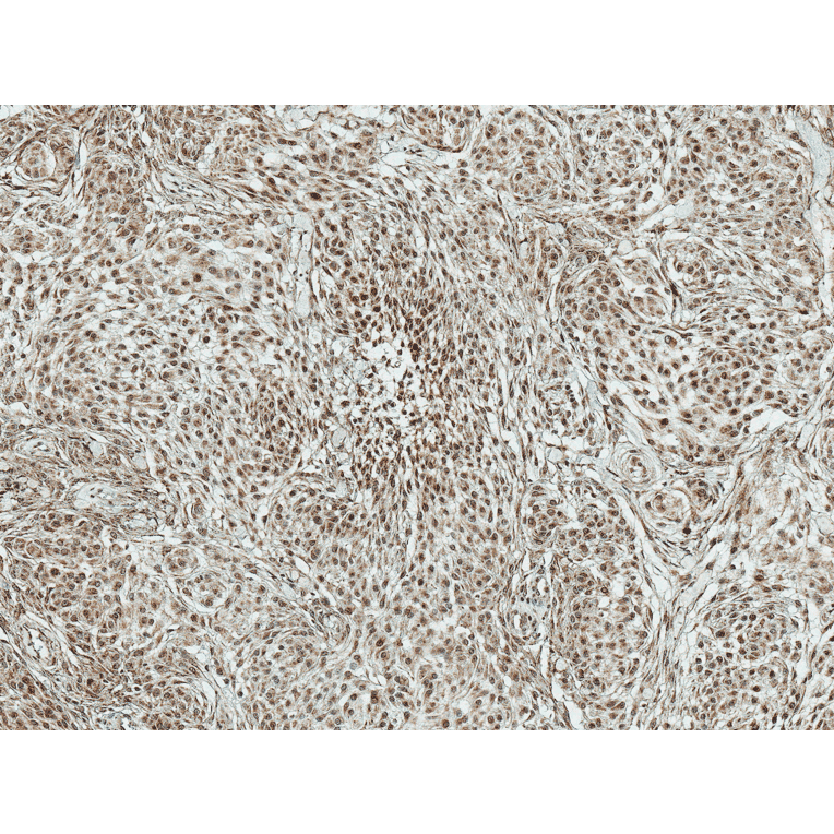 Immunohistochemistry - Anti-BRSK1 Antibody (A304939) - Antibodies.com