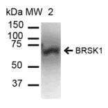 Western Blot - Anti-BRSK1 Antibody (A304939) - Antibodies.com