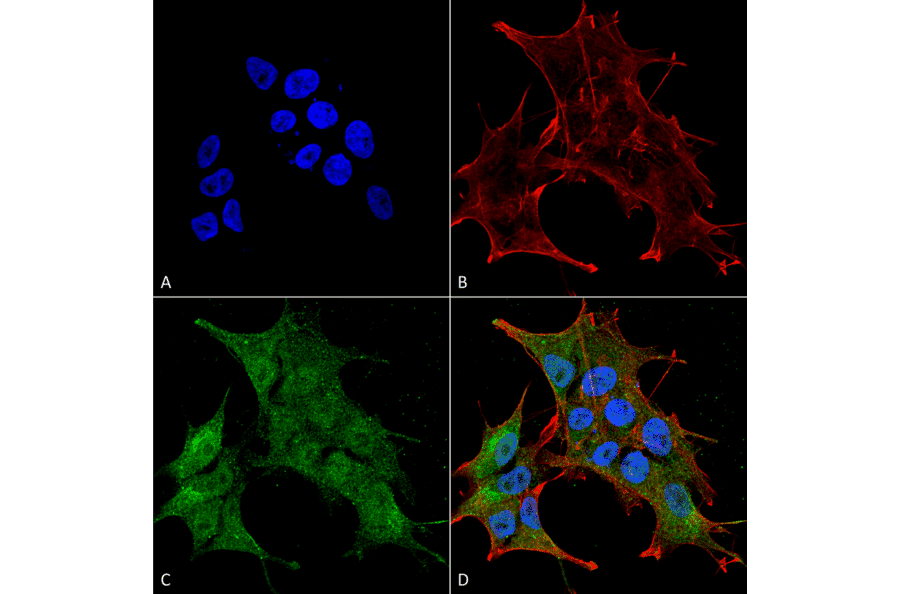 Immunocytochemistry/Immunofluorescence - Anti-BRSK1 Antibody (A304939) - Antibodies.com
