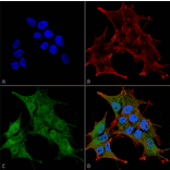 Immunocytochemistry/Immunofluorescence - Anti-BRSK1 Antibody (A304939) - Antibodies.com