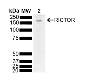 Western Blot - Anti-RICTOR Antibody (A304940) - Antibodies.com
