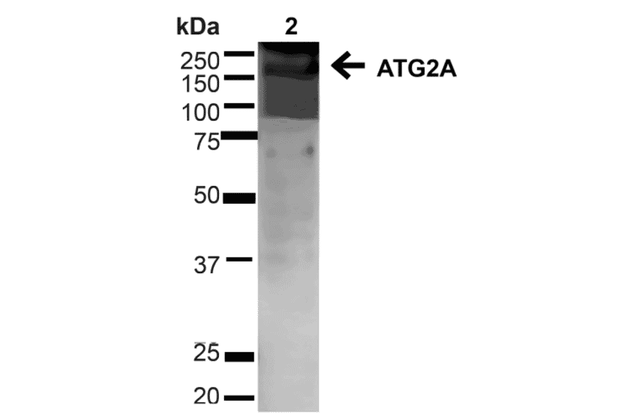 Western Blot - Anti-ATG2A Antibody (A304941) - Antibodies.com