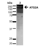 Western Blot - Anti-ATG2A Antibody (A304941) - Antibodies.com
