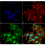 Immunocytochemistry/Immunofluorescence - Anti-ATG2A Antibody (A304941) - Antibodies.com