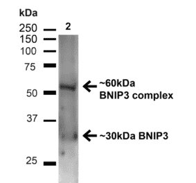 Western Blot - Anti-BNIP3 Antibody (A304942) - Antibodies.com