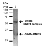 Western Blot - Anti-BNIP3 Antibody (A304942) - Antibodies.com