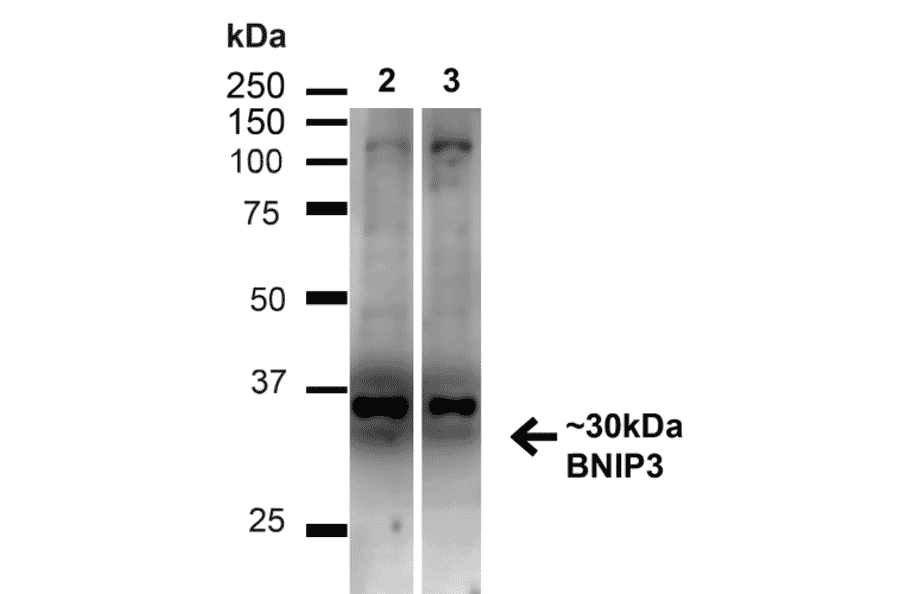 Western Blot - Anti-BNIP3 Antibody (A304942) - Antibodies.com