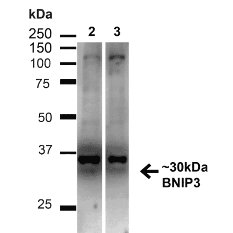 Western Blot - Anti-BNIP3 Antibody (A304942) - Antibodies.com
