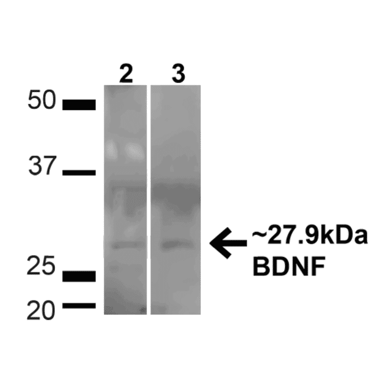Western Blot - Anti-BDNF Antibody (A304943) - Antibodies.com