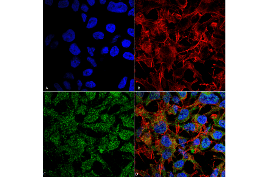 Immunocytochemistry/Immunofluorescence - Anti-BDNF Antibody (A304943) - Antibodies.com