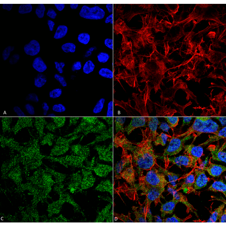 Immunocytochemistry/Immunofluorescence - Anti-BDNF Antibody (A304943) - Antibodies.com
