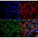Immunocytochemistry/Immunofluorescence - Anti-BDNF Antibody (A304943) - Antibodies.com