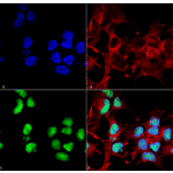 Immunocytochemistry/Immunofluorescence - Anti-Choline Acetyltransferase Antibody (A304944) - Antibodies.com