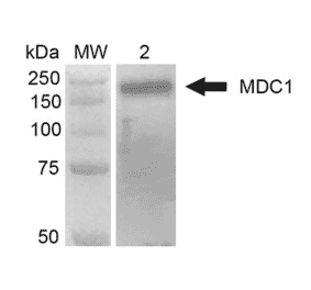 Western Blot - Anti-MDC1 Antibody [P2B11] (A304945) - Antibodies.com