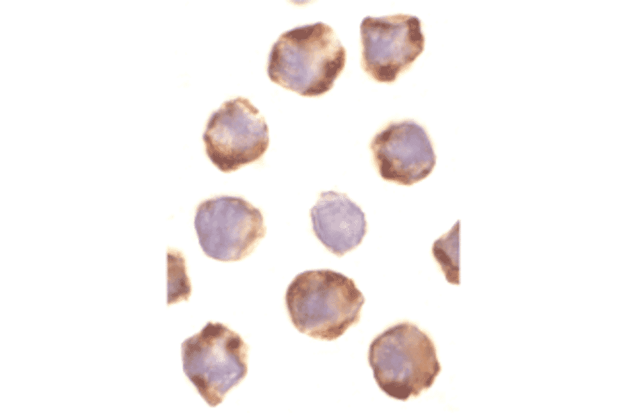 Immunocytochemistry/Immunofluorescence - Anti-PUMA Antibody (A304946) - Antibodies.com