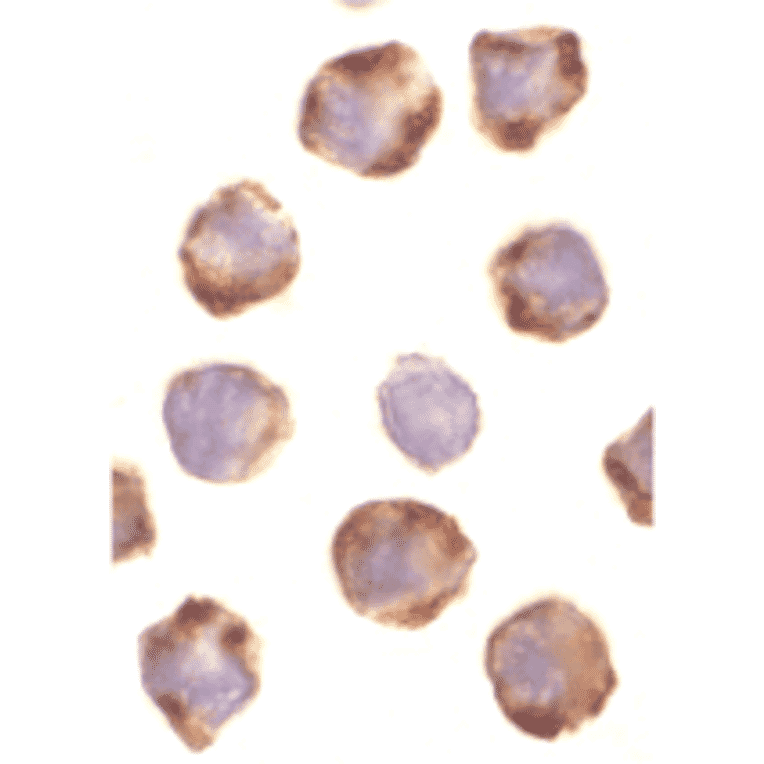 Immunocytochemistry/Immunofluorescence - Anti-PUMA Antibody (A304946) - Antibodies.com