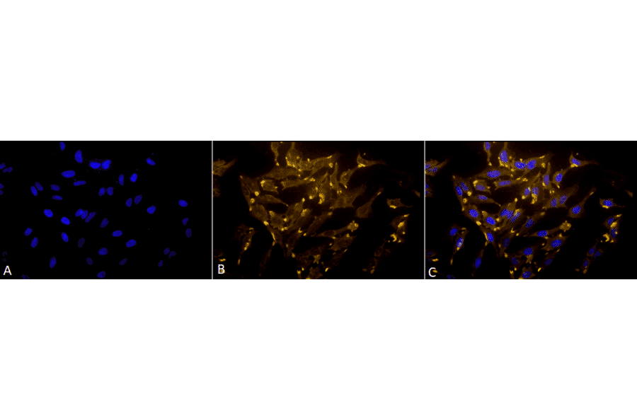 Immunocytochemistry/Immunofluorescence - Anti-PUMA Antibody (A304946) - Antibodies.com