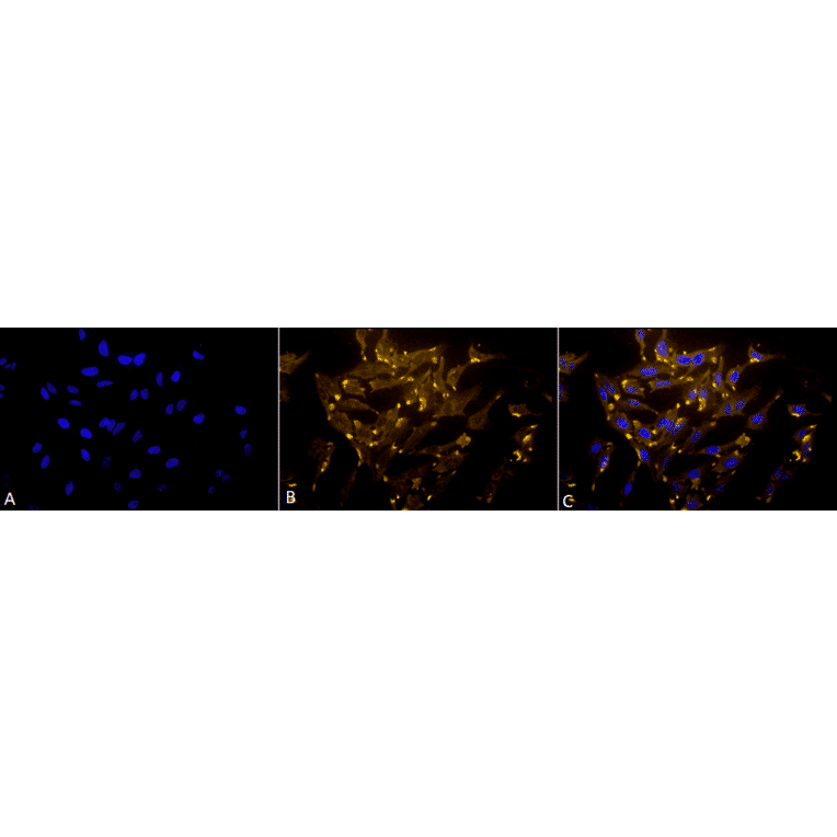 Immunocytochemistry/Immunofluorescence - Anti-PUMA Antibody (A304946) - Antibodies.com