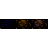 Immunocytochemistry/Immunofluorescence - Anti-PUMA Antibody (A304946) - Antibodies.com