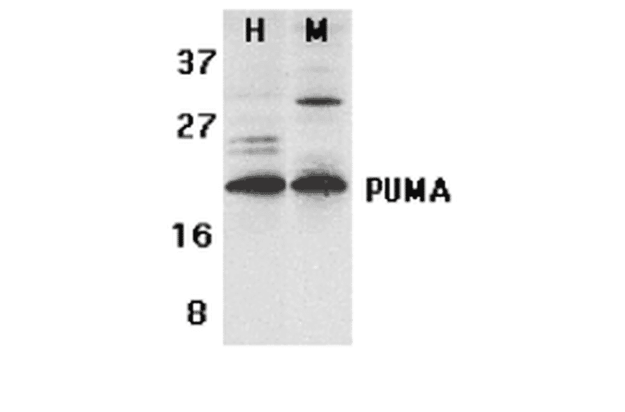 Western Blot - Anti-PUMA Antibody (A304946) - Antibodies.com