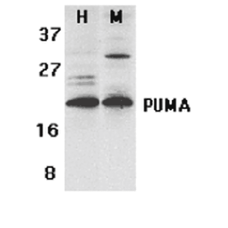 Western Blot - Anti-PUMA Antibody (A304946) - Antibodies.com