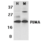 Western Blot - Anti-PUMA Antibody (A304946) - Antibodies.com