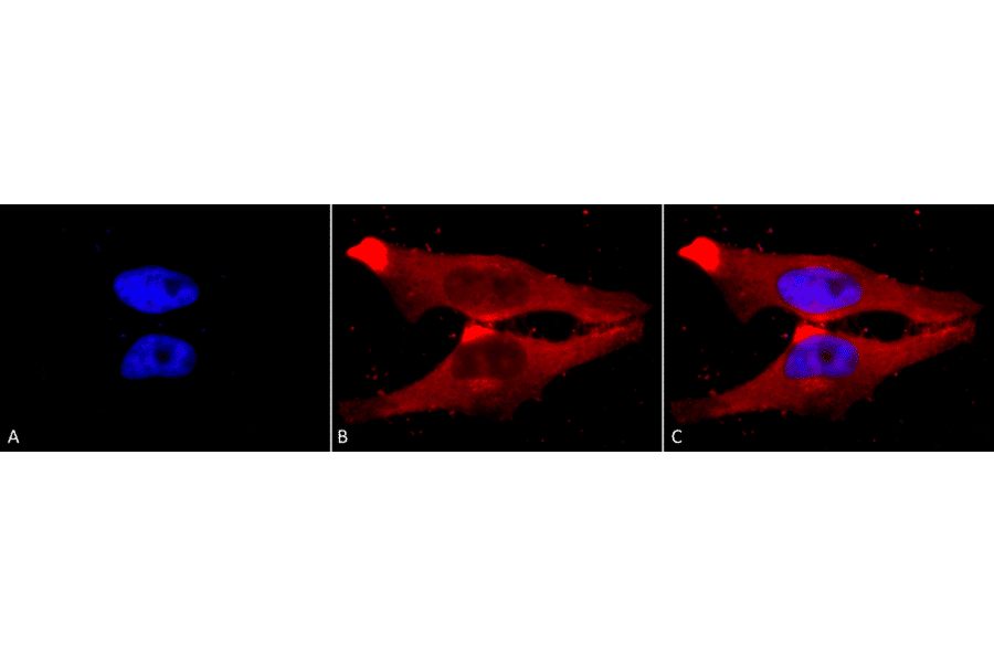 Immunocytochemistry/Immunofluorescence - Anti-PUMA Antibody (A304946) - Antibodies.com