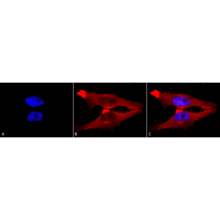 Immunocytochemistry/Immunofluorescence - Anti-PUMA Antibody (A304946) - Antibodies.com