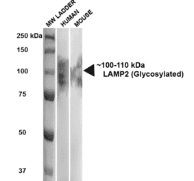 Western Blot - Anti-LAMP2 Antibody [GL2A7] (A304947) - Antibodies.com