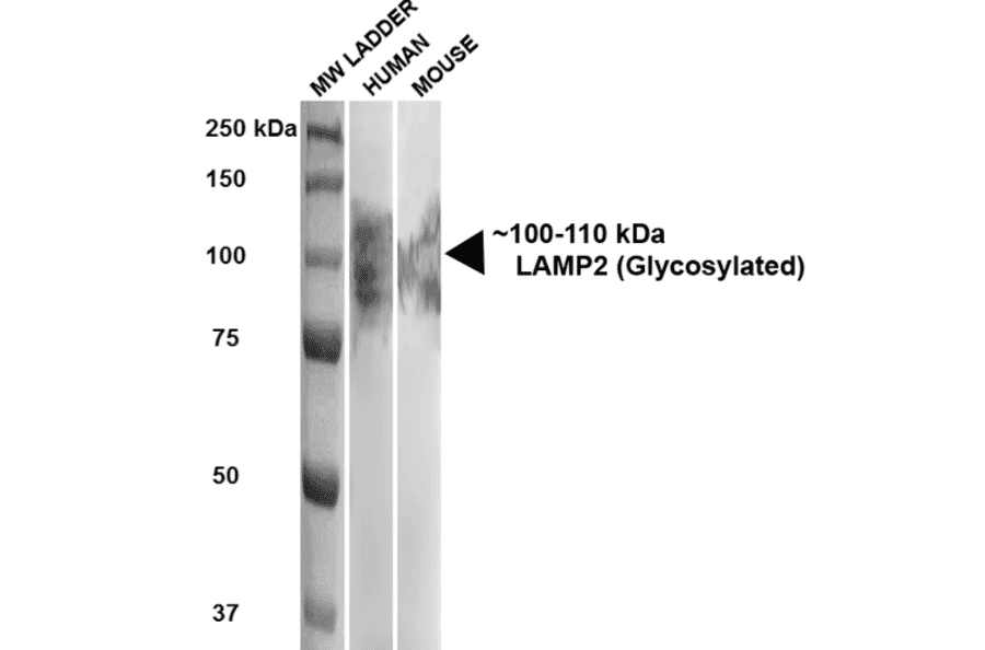 Western Blot - Anti-LAMP2 Antibody [GL2A7] (A304947) - Antibodies.com