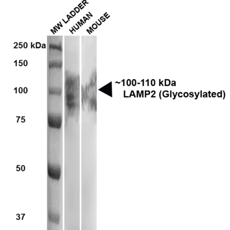 Western Blot - Anti-LAMP2 Antibody [GL2A7] (A304947) - Antibodies.com