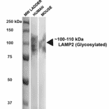 Western Blot - Anti-LAMP2 Antibody [GL2A7] (A304947) - Antibodies.com