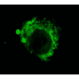 Immunocytochemistry/Immunofluorescence - Anti-LAMP2 Antibody [GL2A7] (A304947) - Antibodies.com