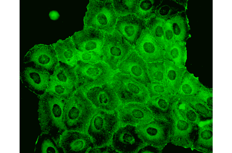 Immunocytochemistry/Immunofluorescence - Anti-p23 Antibody [JJ6] (A304948) - Antibodies.com