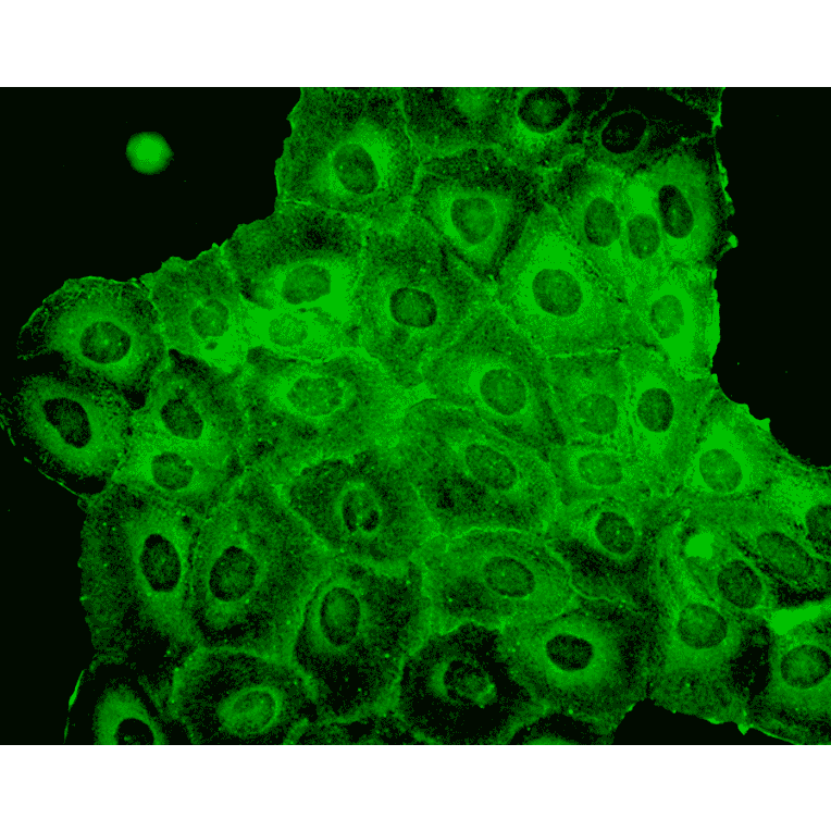 Immunocytochemistry/Immunofluorescence - Anti-p23 Antibody [JJ6] (A304948) - Antibodies.com