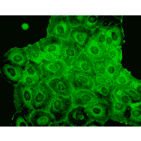 Immunocytochemistry/Immunofluorescence - Anti-p23 Antibody [JJ6] (A304948) - Antibodies.com