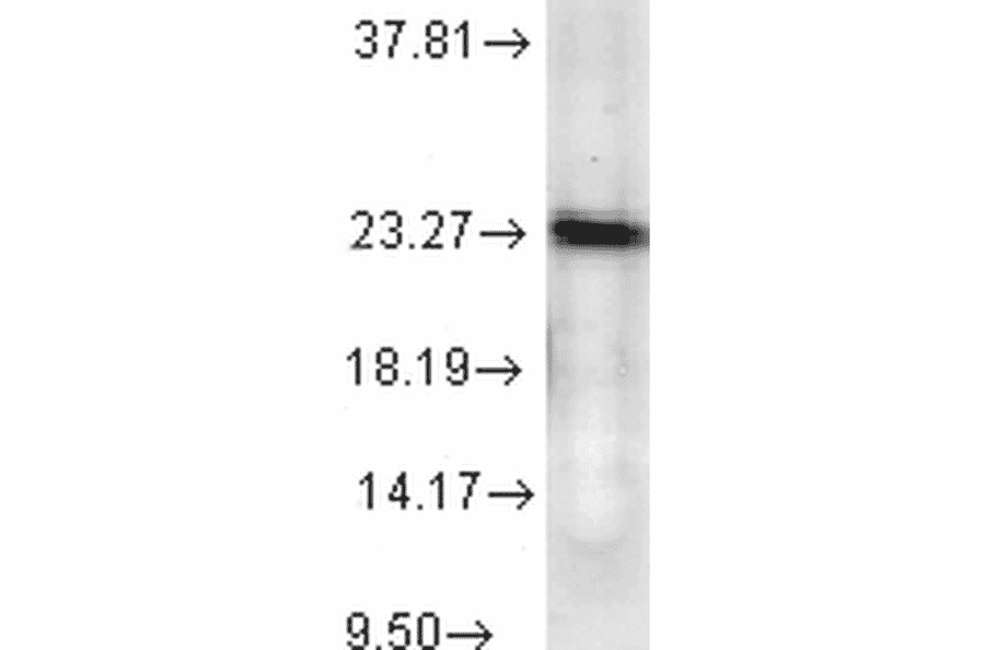 Western Blot - Anti-p23 Antibody [JJ6] (A304948) - Antibodies.com
