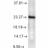 Western Blot - Anti-p23 Antibody [JJ6] (A304948) - Antibodies.com