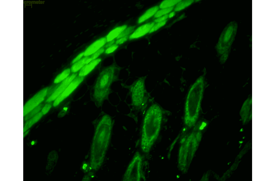 Immunohistochemistry - Anti-p23 Antibody [JJ6] (A304948) - Antibodies.com